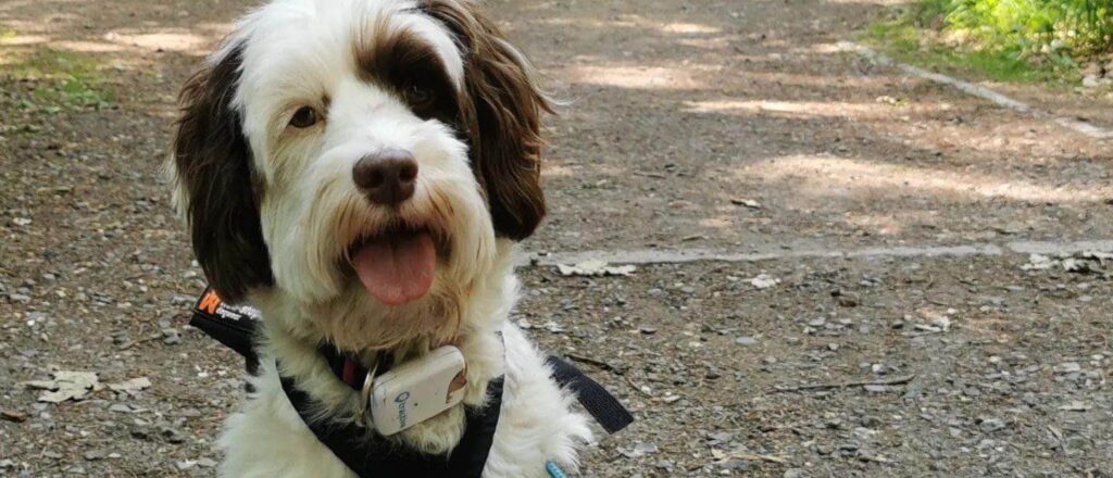 #03: Influencer im Wald